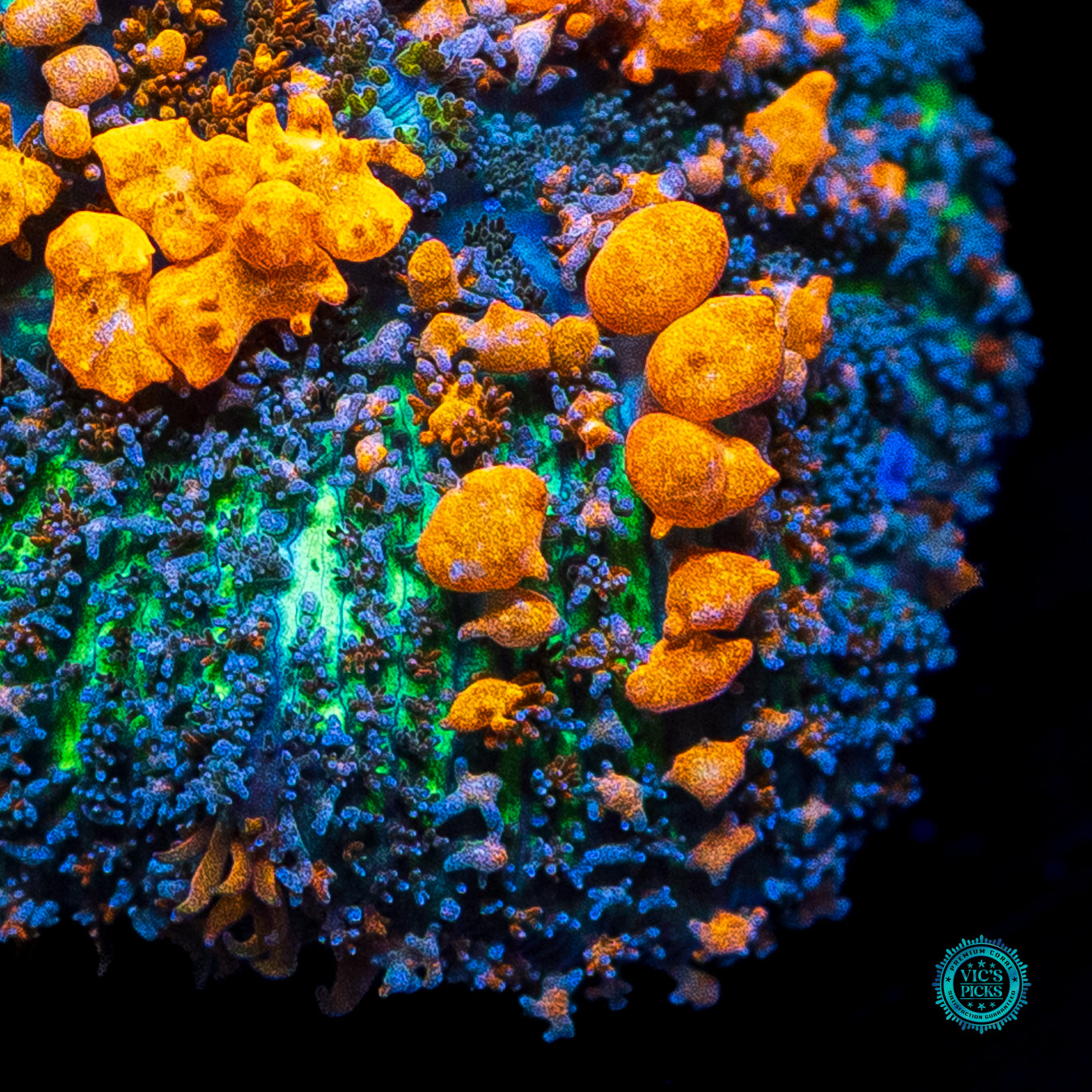 WWC Sunkist Bounce Mushroom