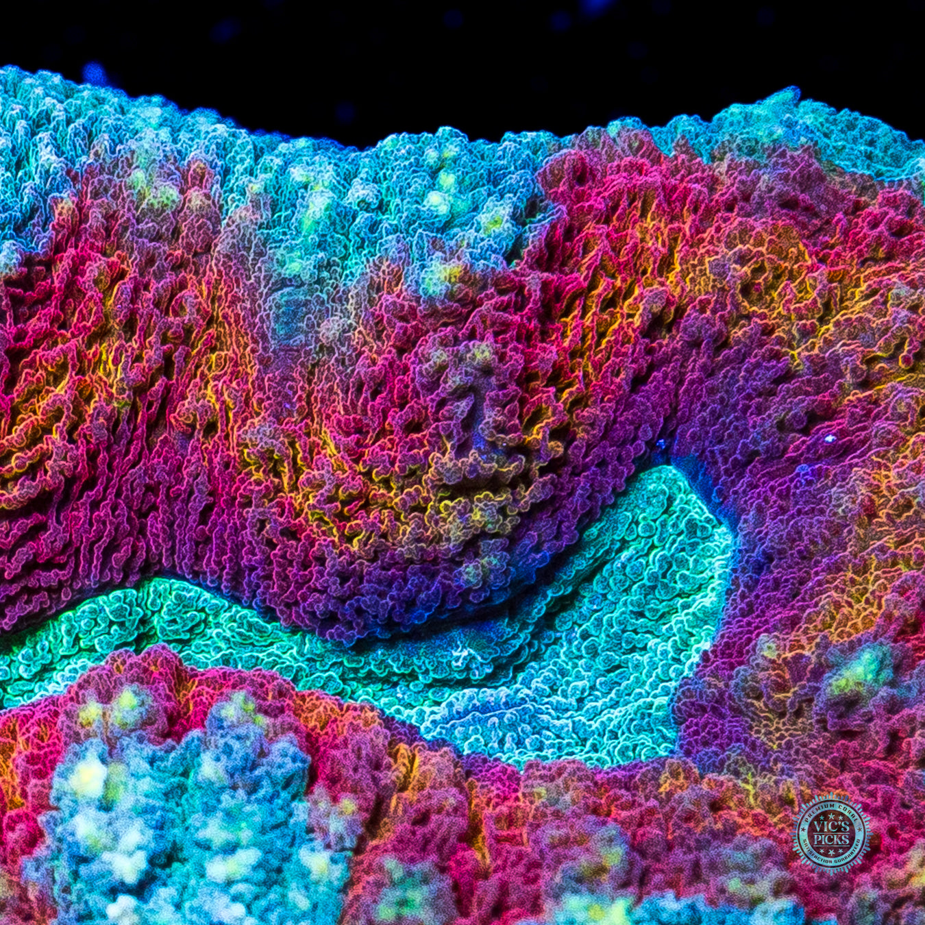 Stars and Stripes Lobophyllia