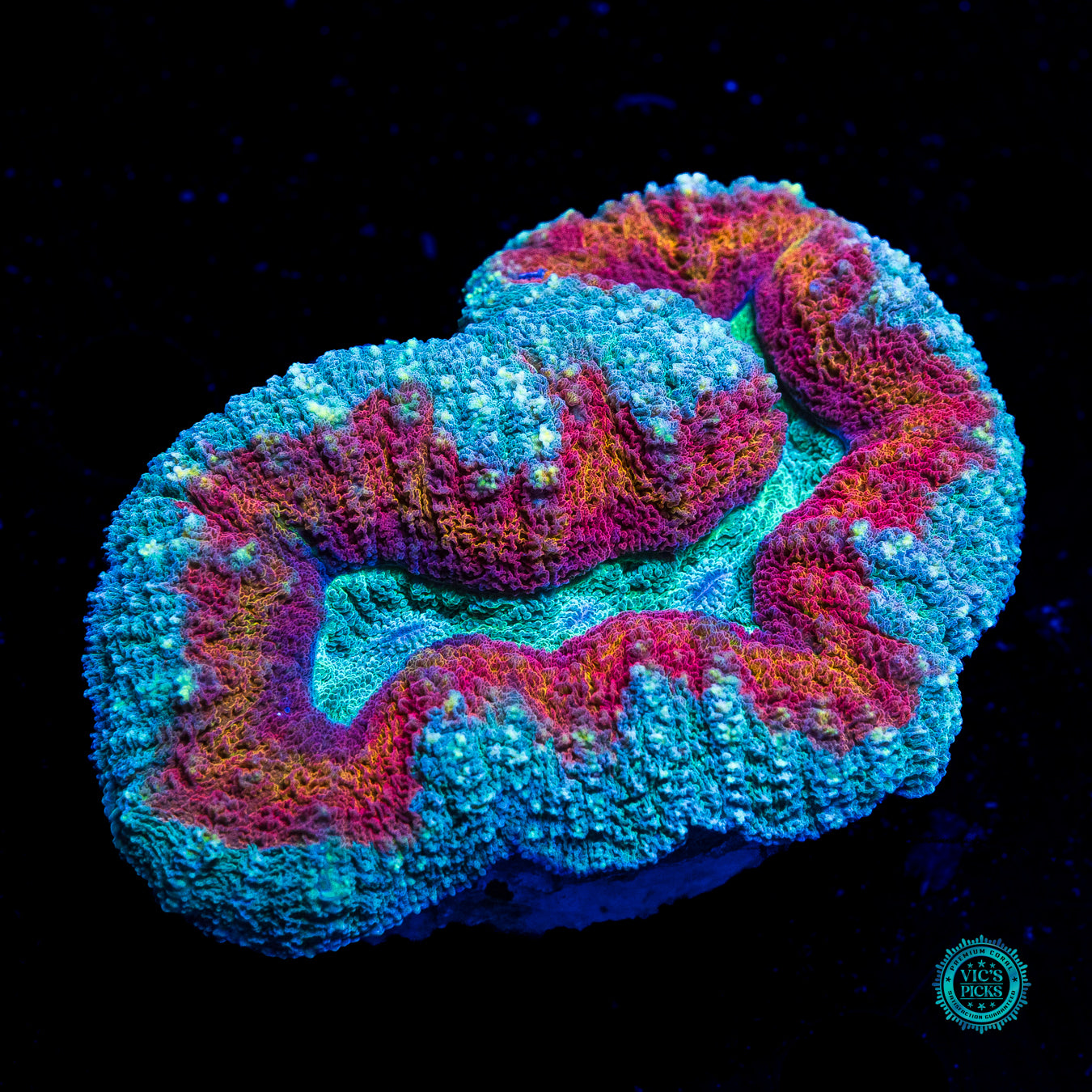 Stars and Stripes Lobophyllia