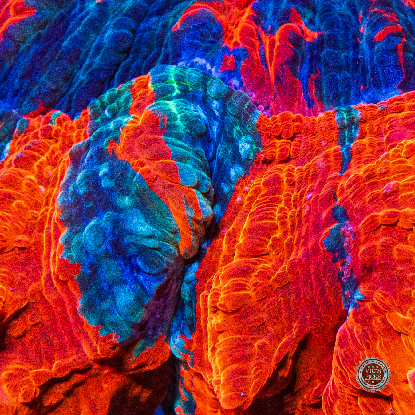 Firestorm Acanthophyllia