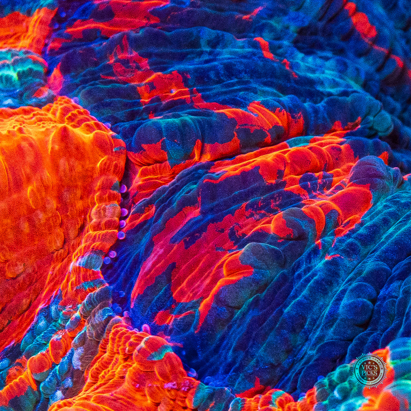 Firestorm Acanthophyllia