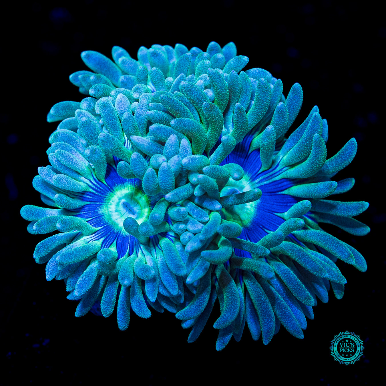 WWC Sapphire Halo Duncan