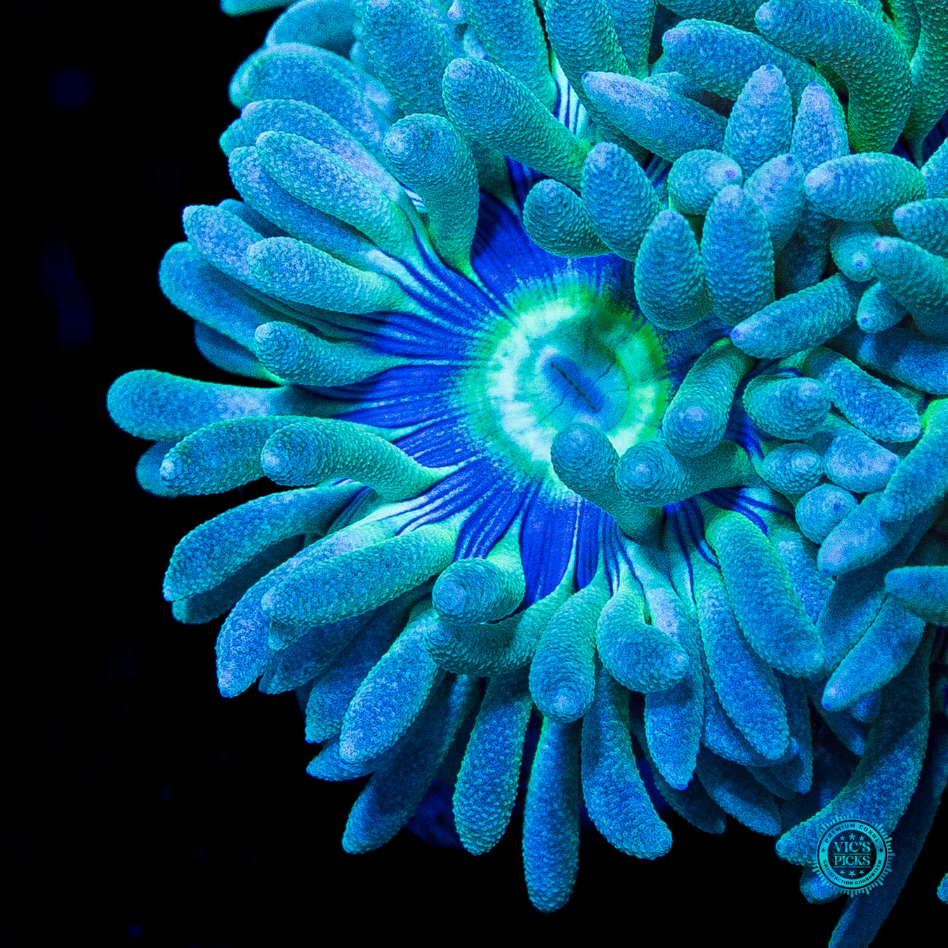 WWC Sapphire Halo Duncan