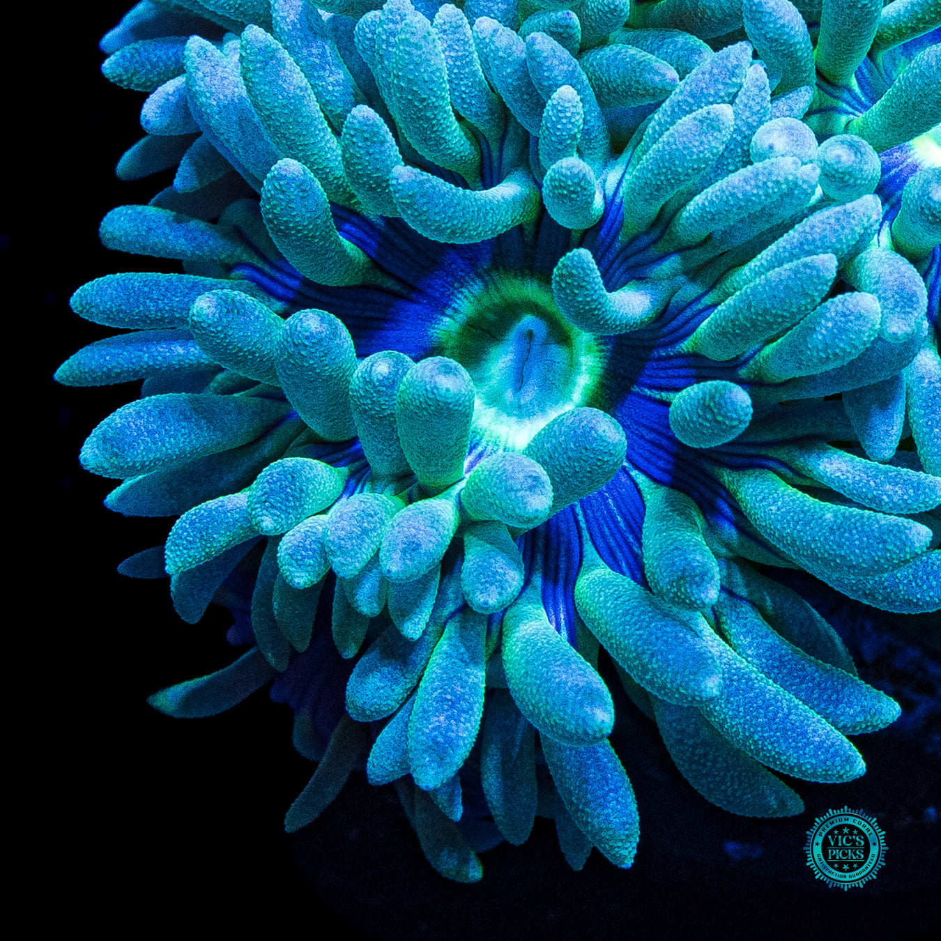 WWC Sapphire Halo Duncan