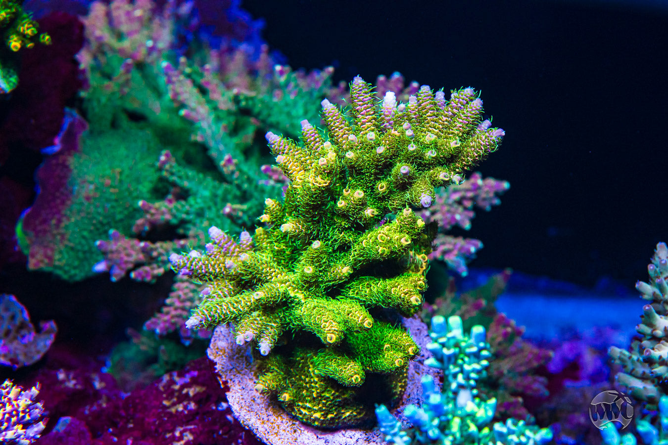 WWC Kentucky Jesus Mille Acropora