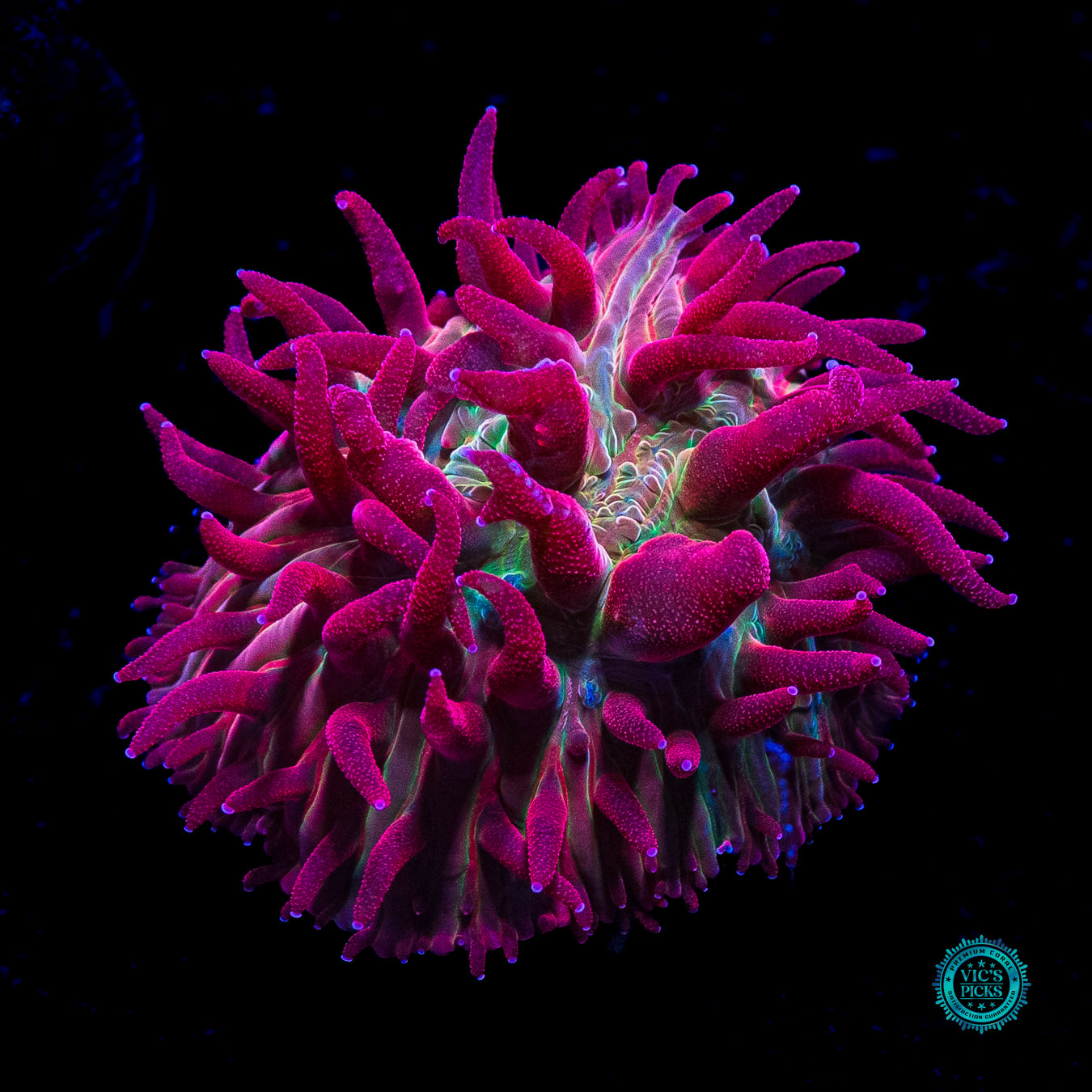 WWC Zombie Apocalypse Diaseris