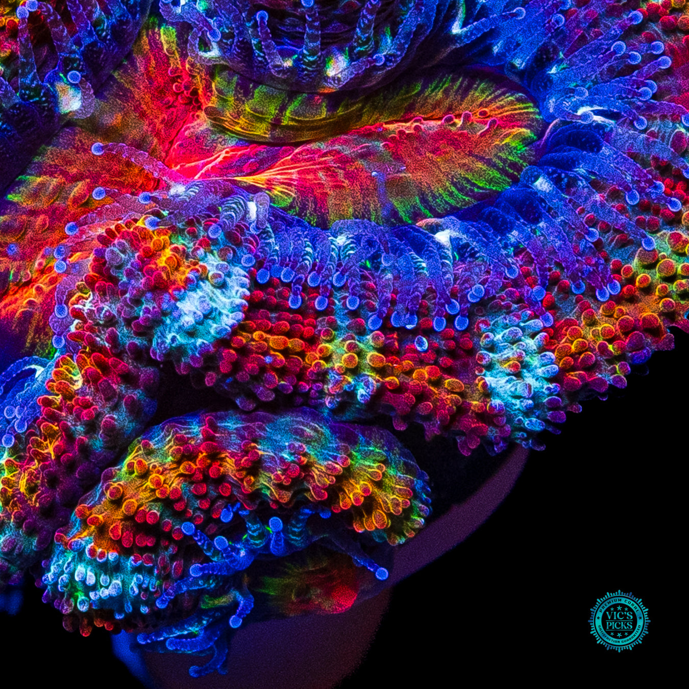 Hypnotic Aussie Lord