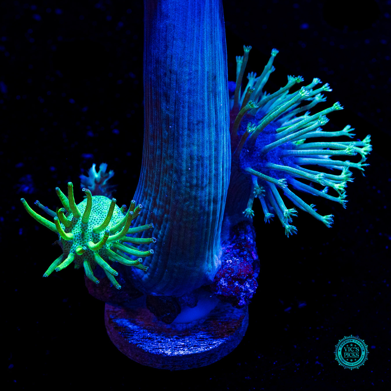 Weeping Willow and Long Polyp Toadstool, & Solomon Hairy Combo Leather