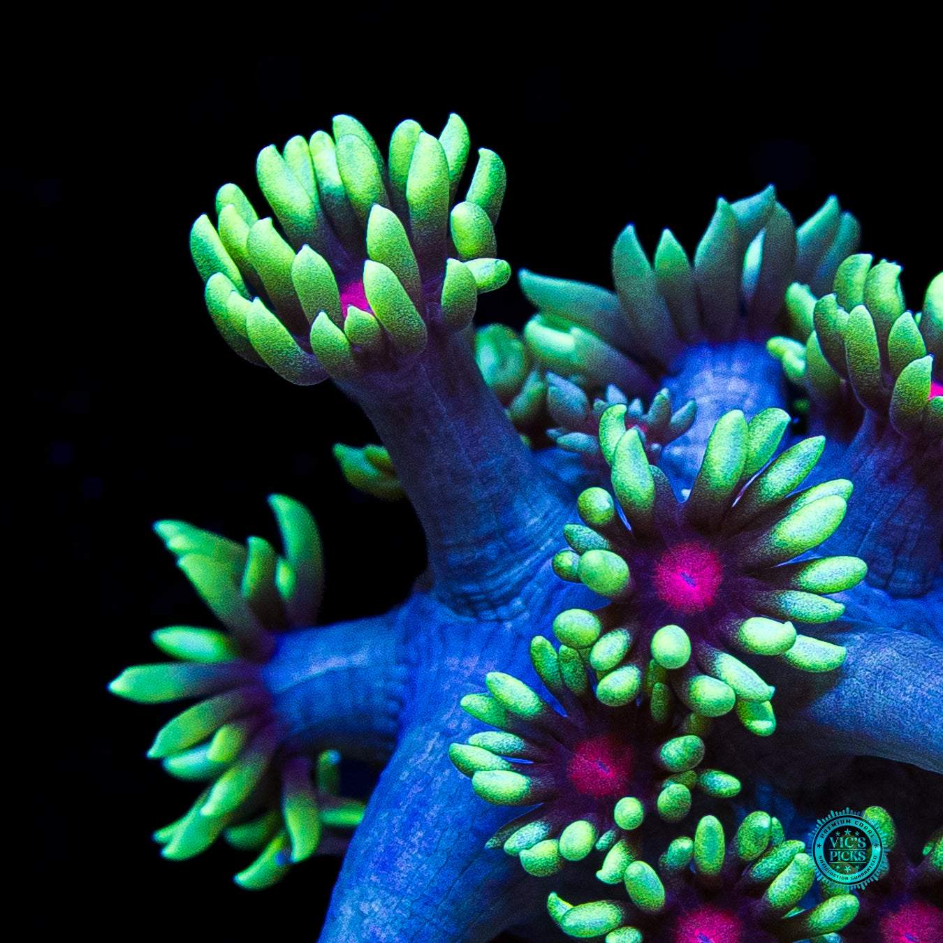 WWC Poison Nova Goniopora