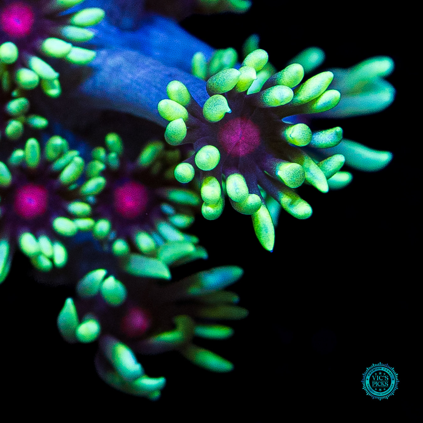 WWC Poison Nova Goniopora