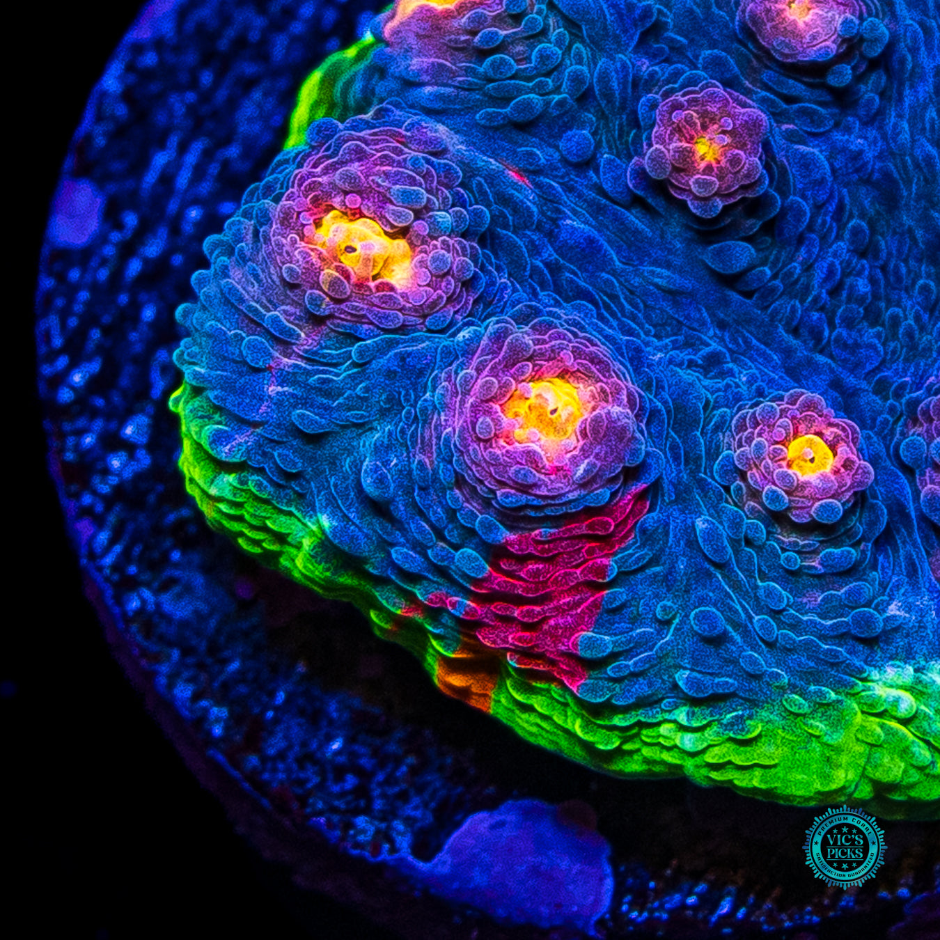 WWC Deja Blue Rainbow Chalice