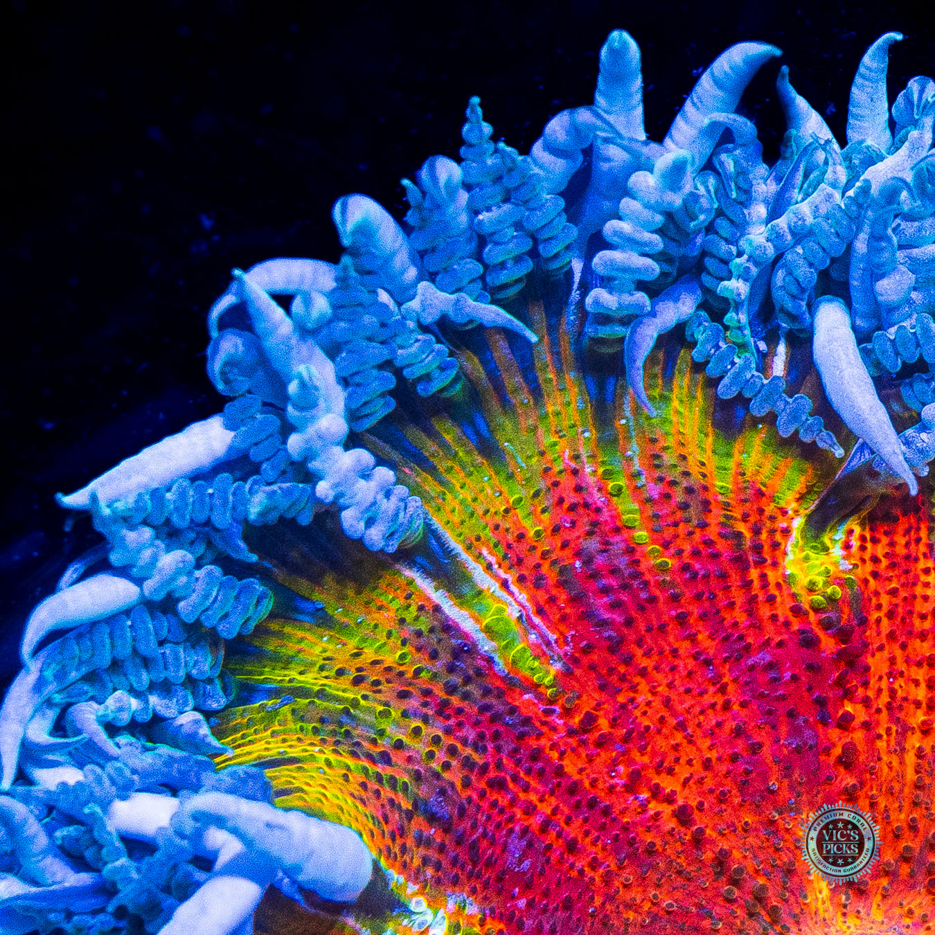 Burning Sun Flower Anemone