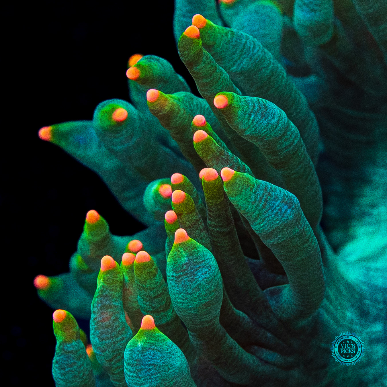 Orange Tipped Elegance