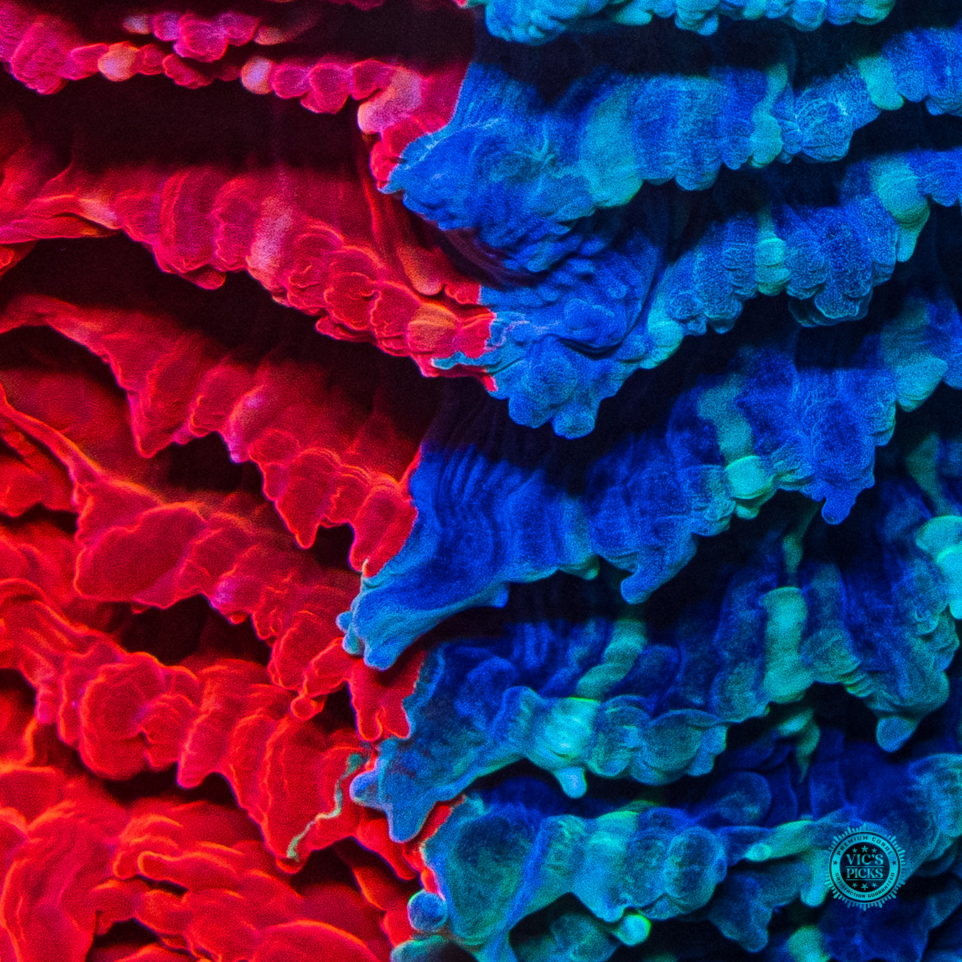 Frozen Tundra Acanthophyllia