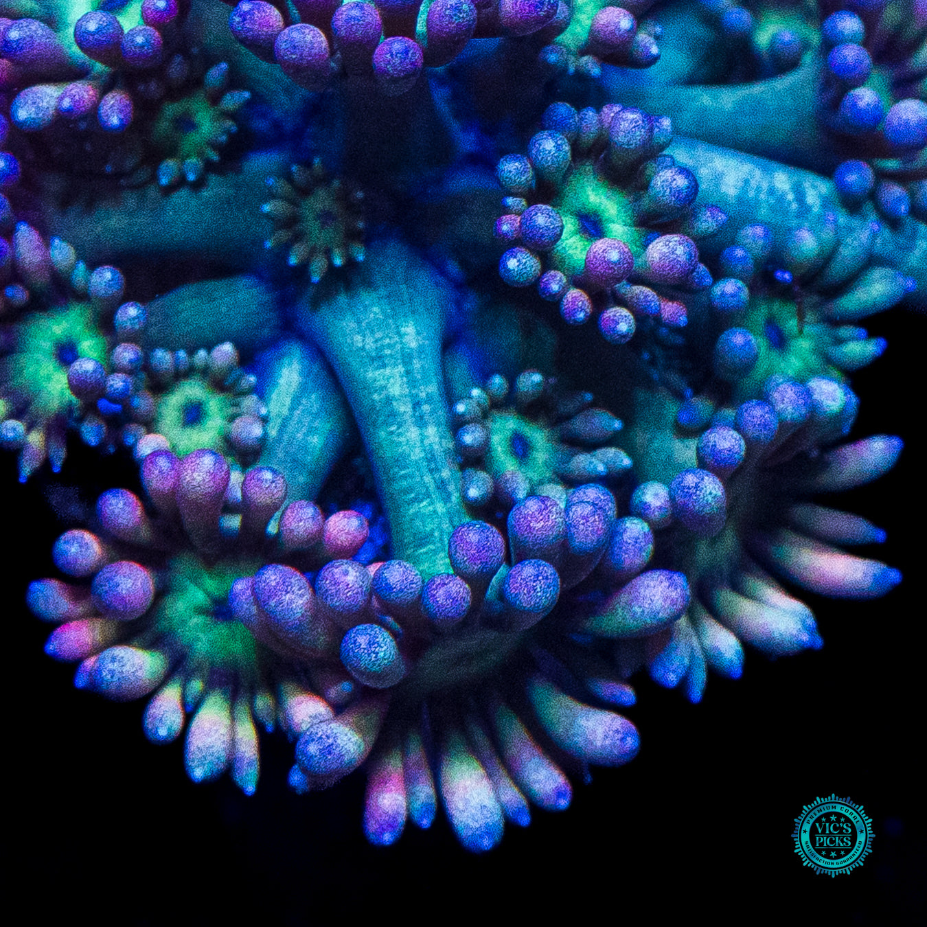 WWC Sour Sop Goniopora