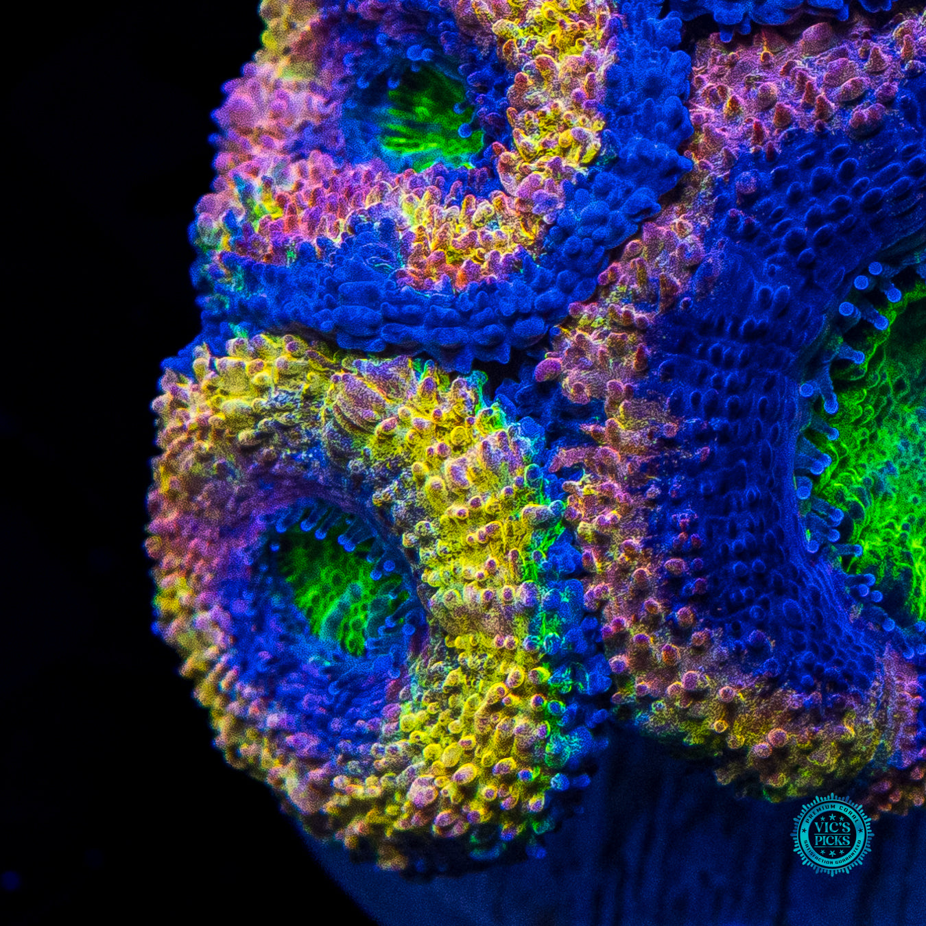 WWC Shangri La Aussie Lord