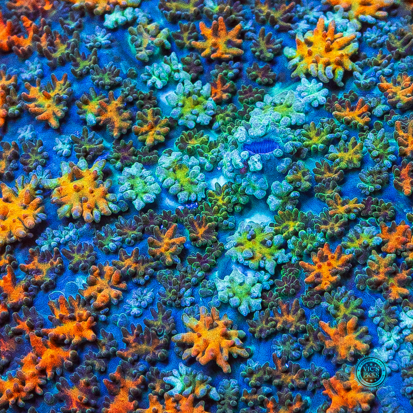 Rasta Rainbow Carpet Rhodactis Mushroom