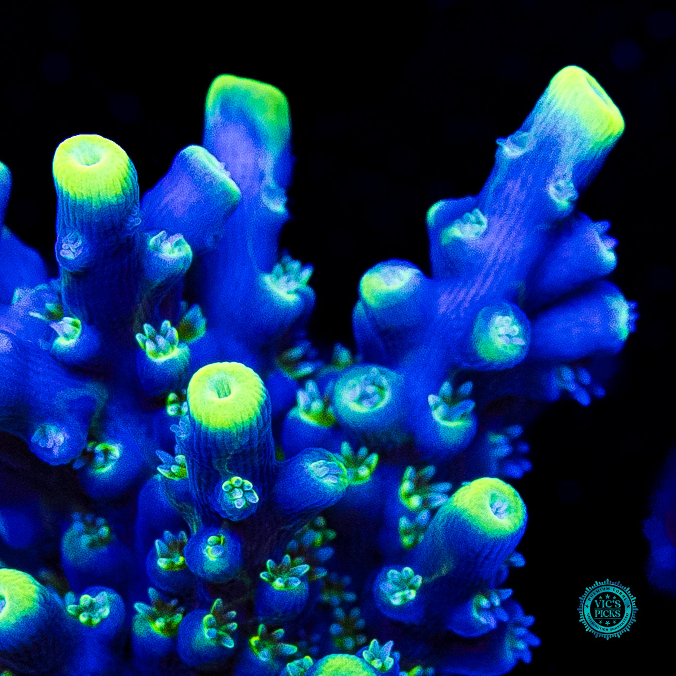 WWC Shark Bite Acropora