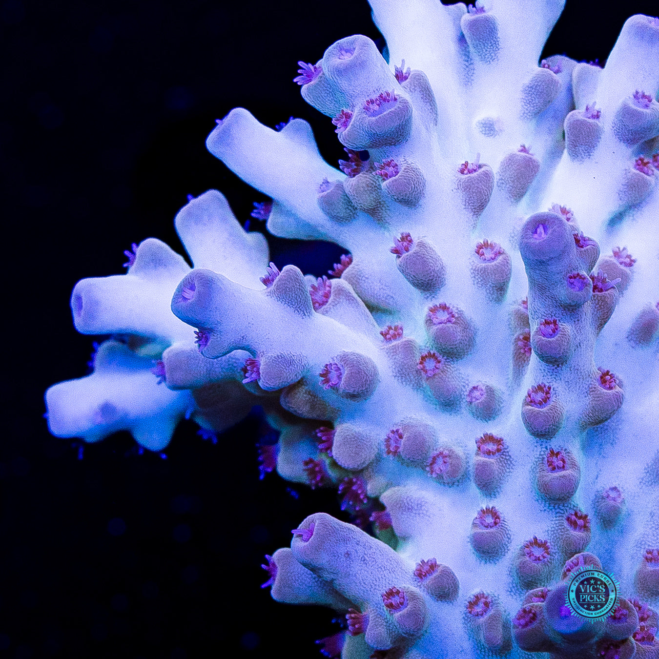 WWC White Walker Acropora