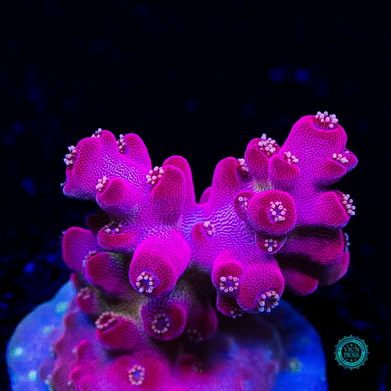 WWC Whiplash Acropora