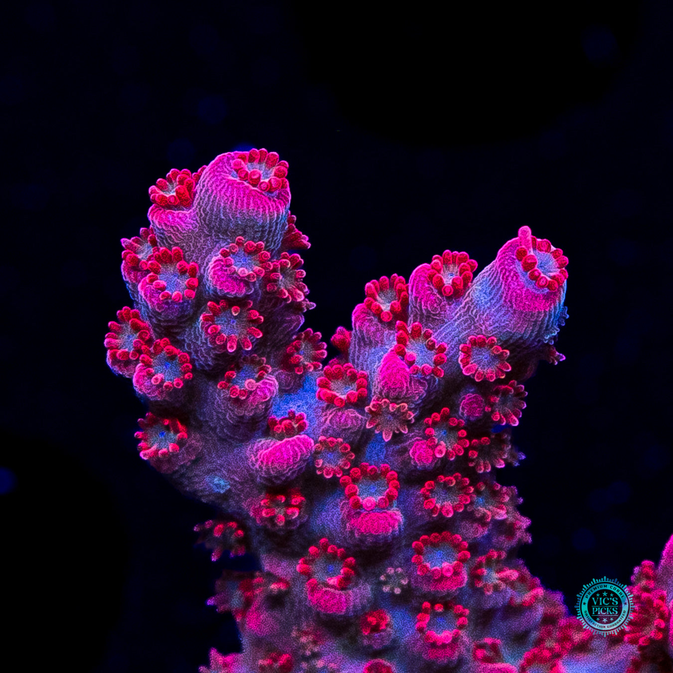 WWC Pantera Rosa Acropora
