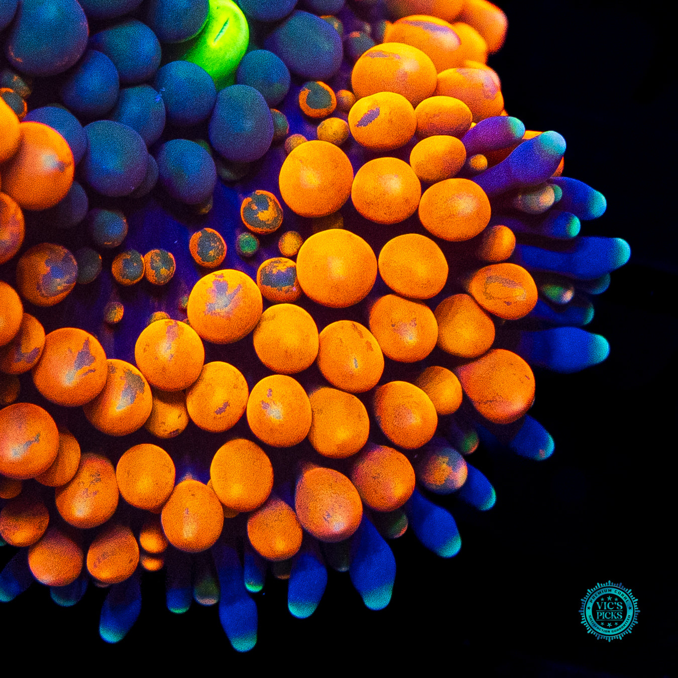 WWC Citrus Cooler Ricordea Mushroom