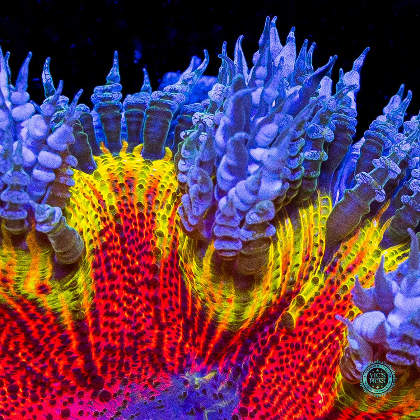 Beach Life Flower Anemone