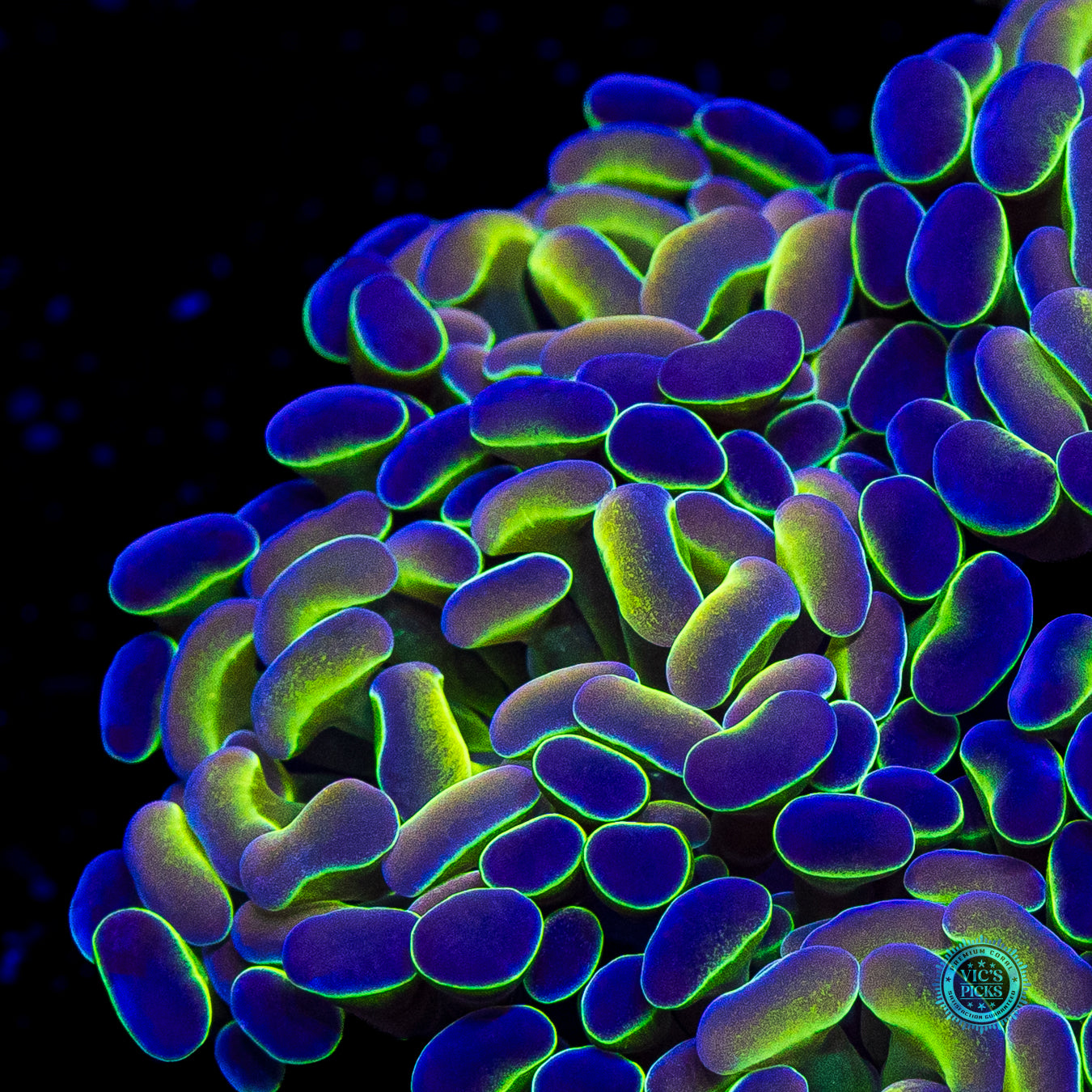 Hologram Branching Hammer
