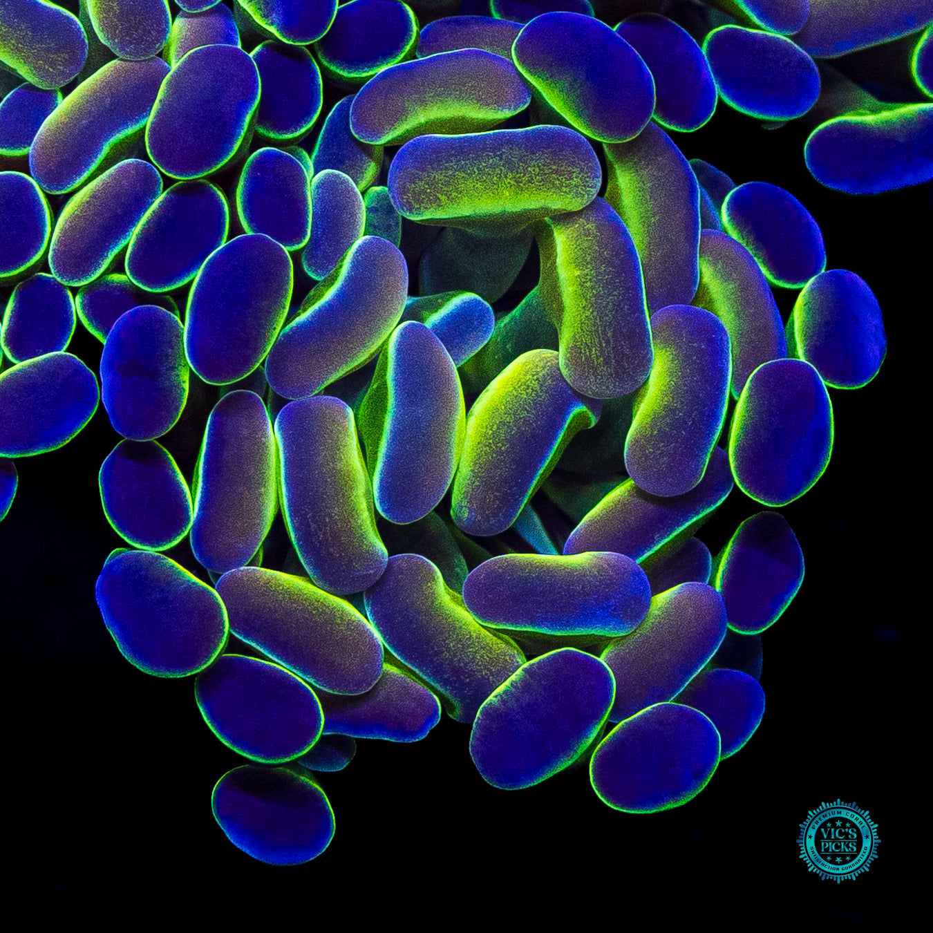 Hologram Branching Hammer