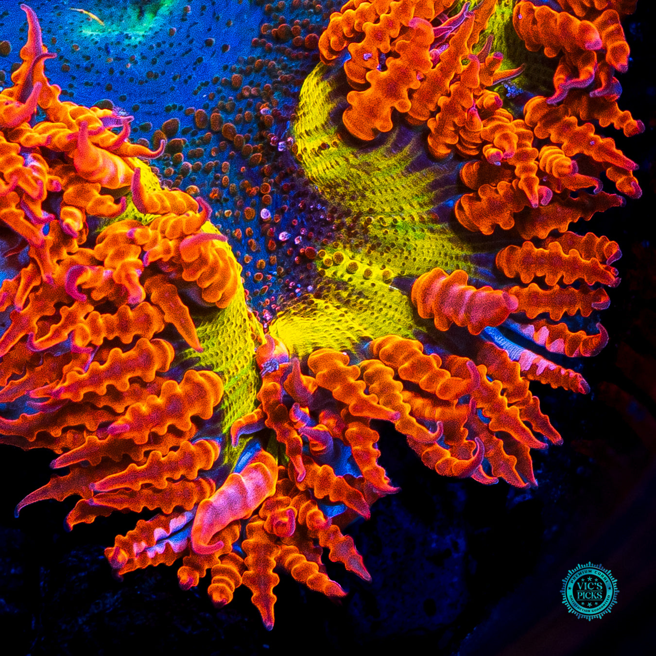 Solar Eclipse Flower Anemone