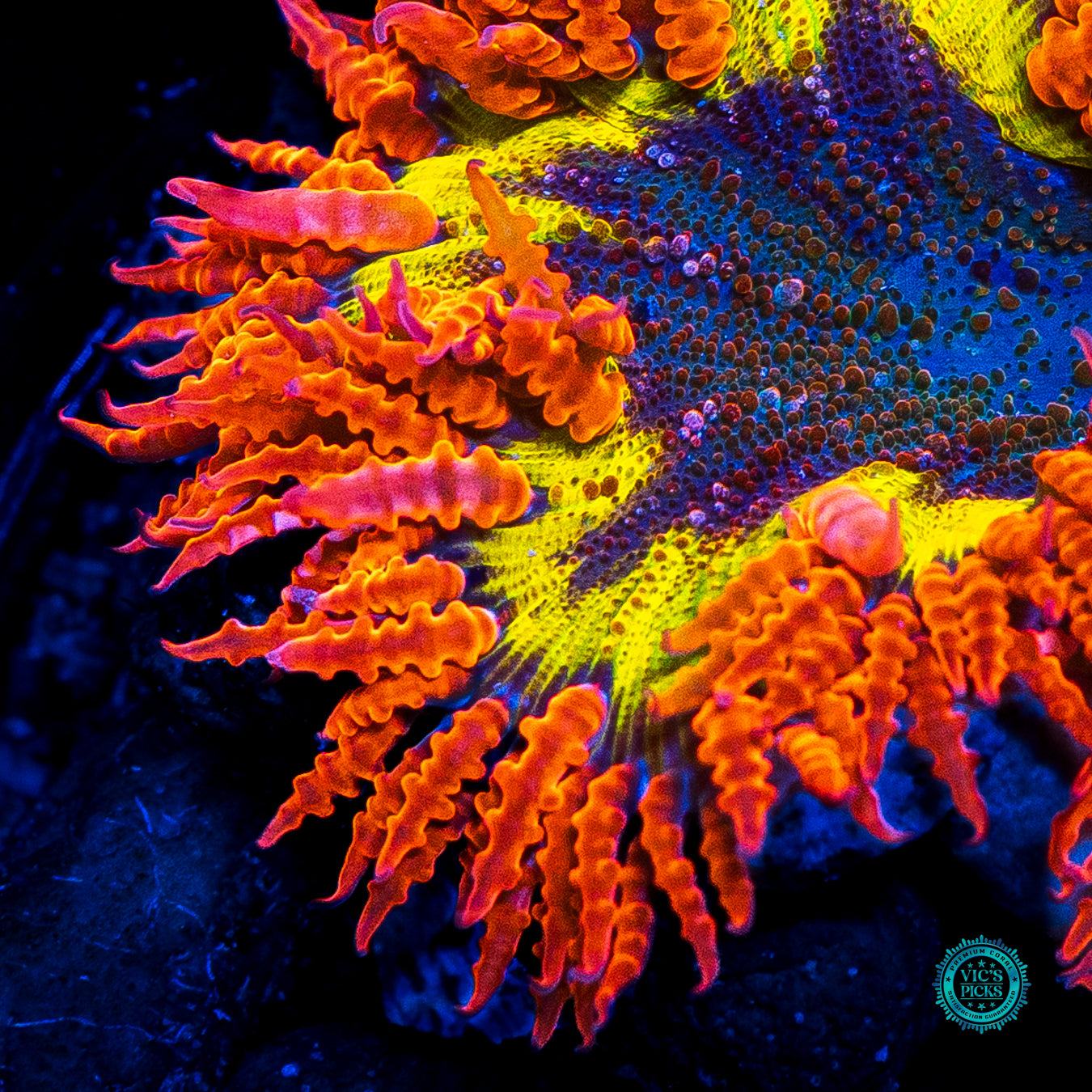 Solar Eclipse Flower Anemone