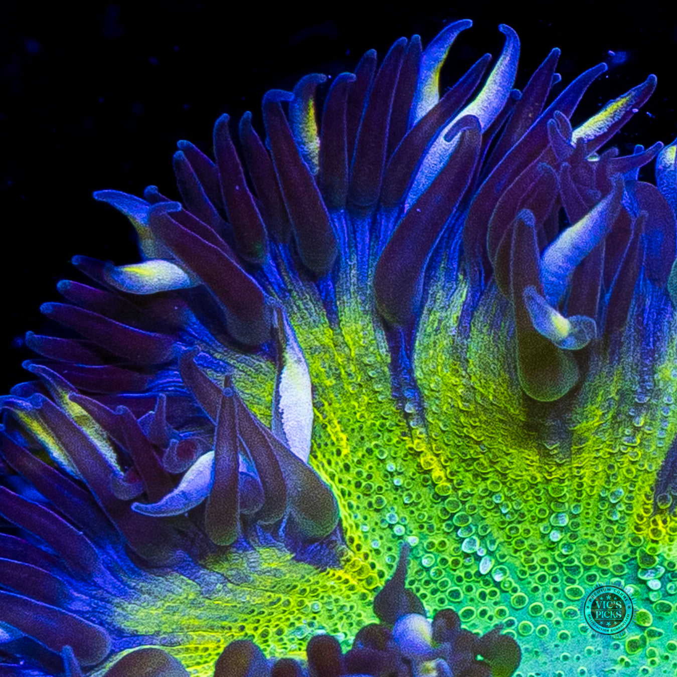 Twisting Shadows Flower Anemone