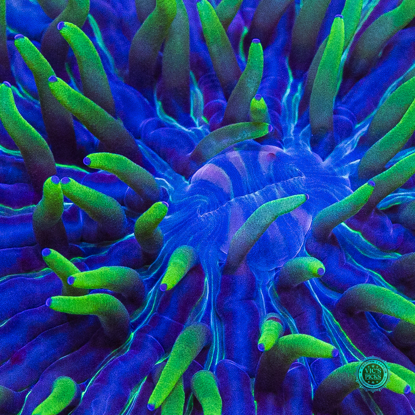 Purple Zebra Plate
