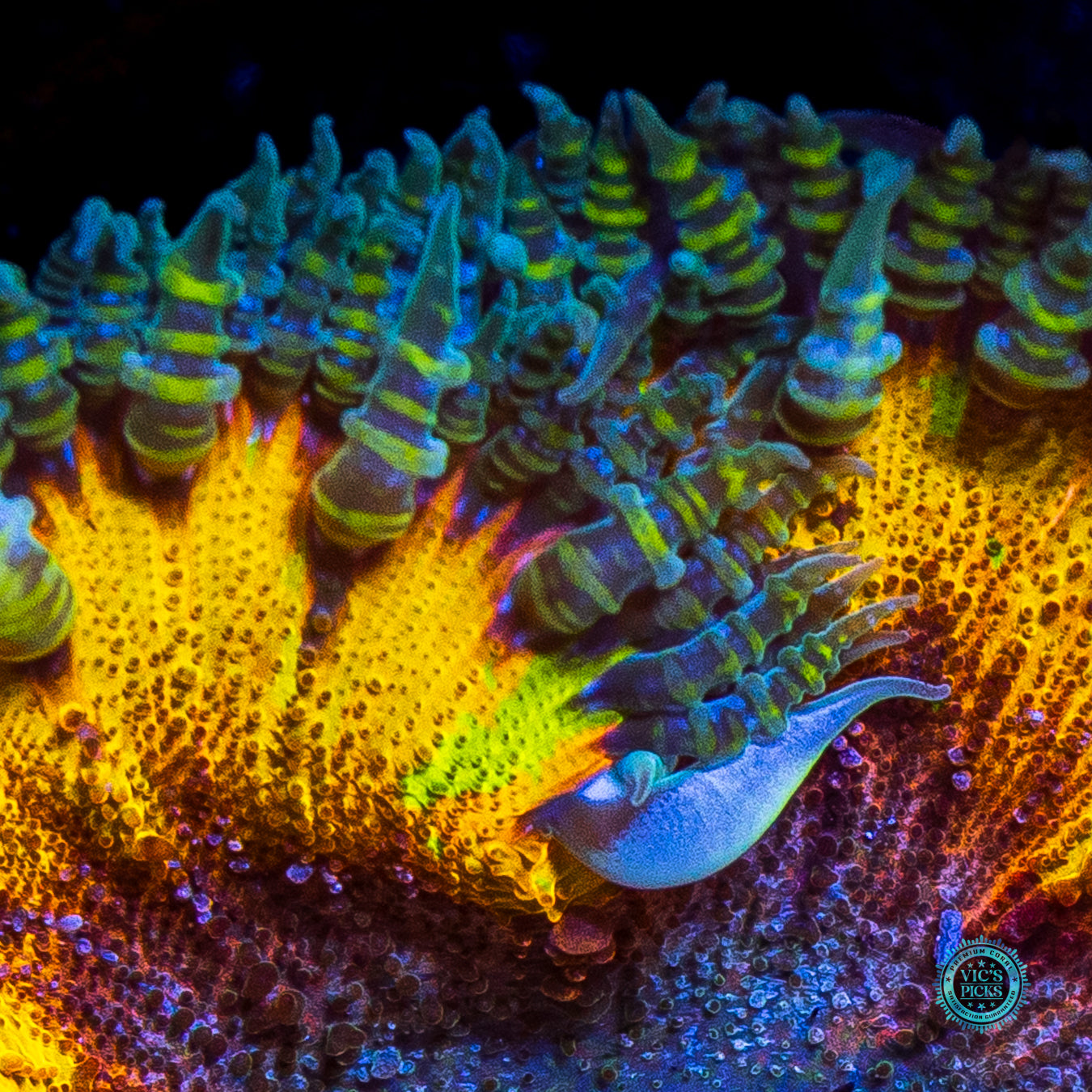 Mango Madness Flower Anemone