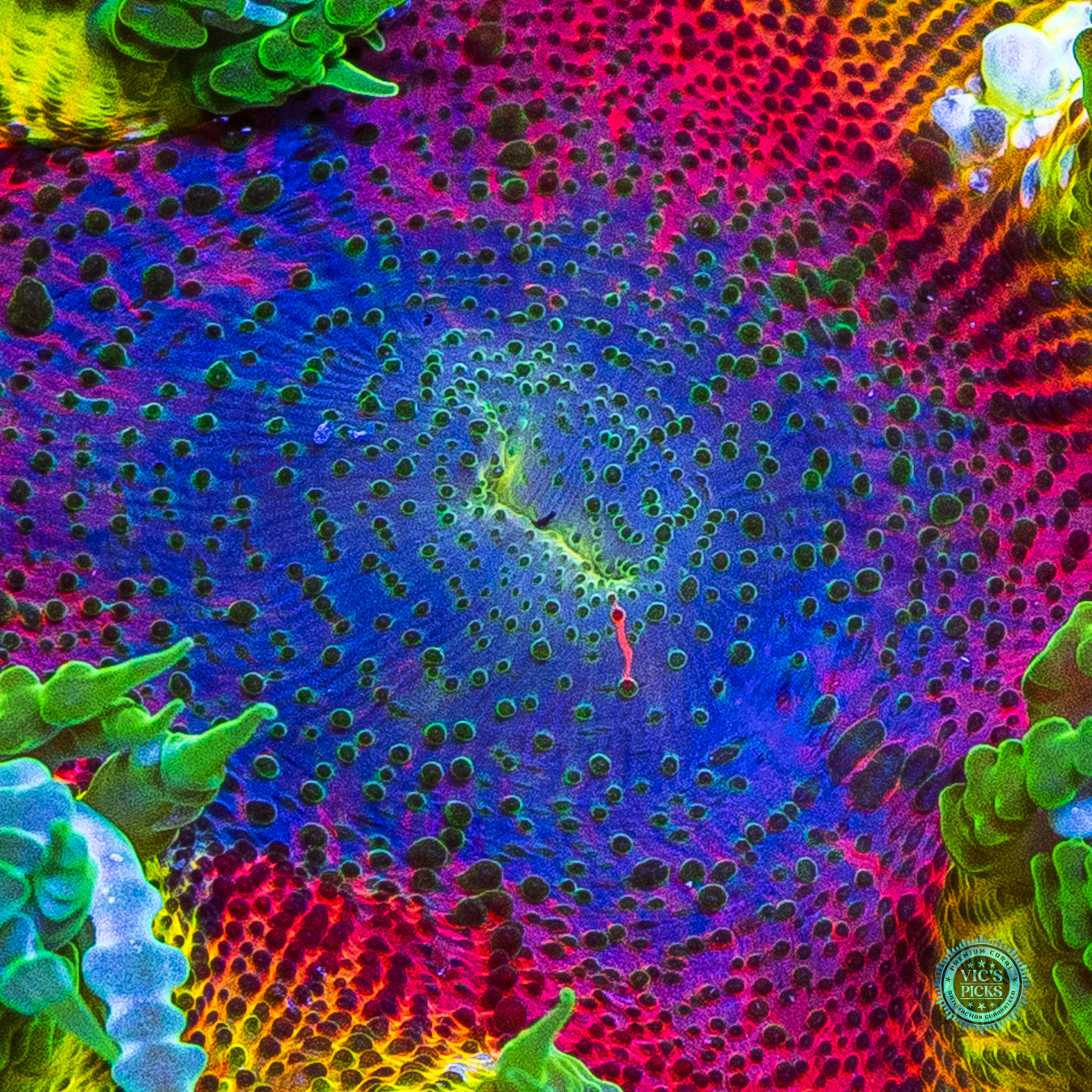 Rasta Rainbow Flower Anemone