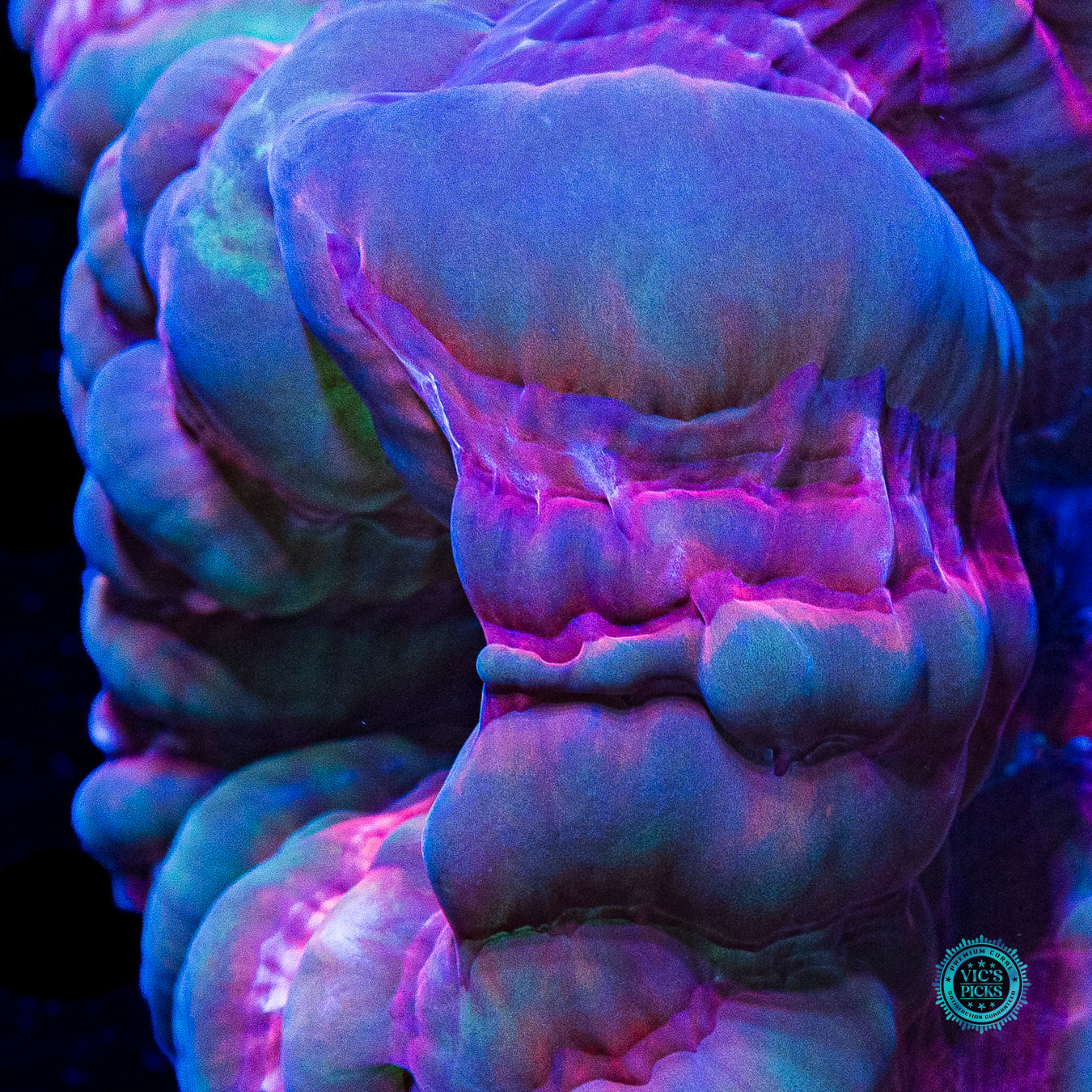 Bubbly Triple Crown Cynarina