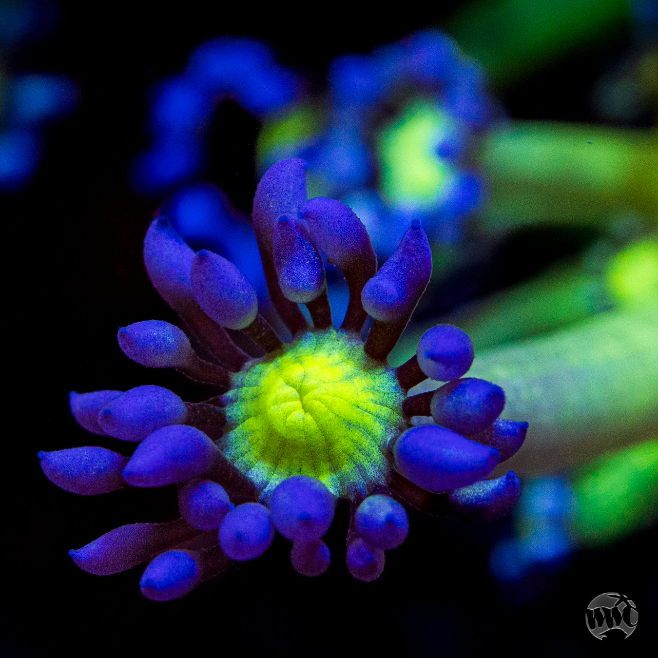 WWC Shadow Flame Goniopora