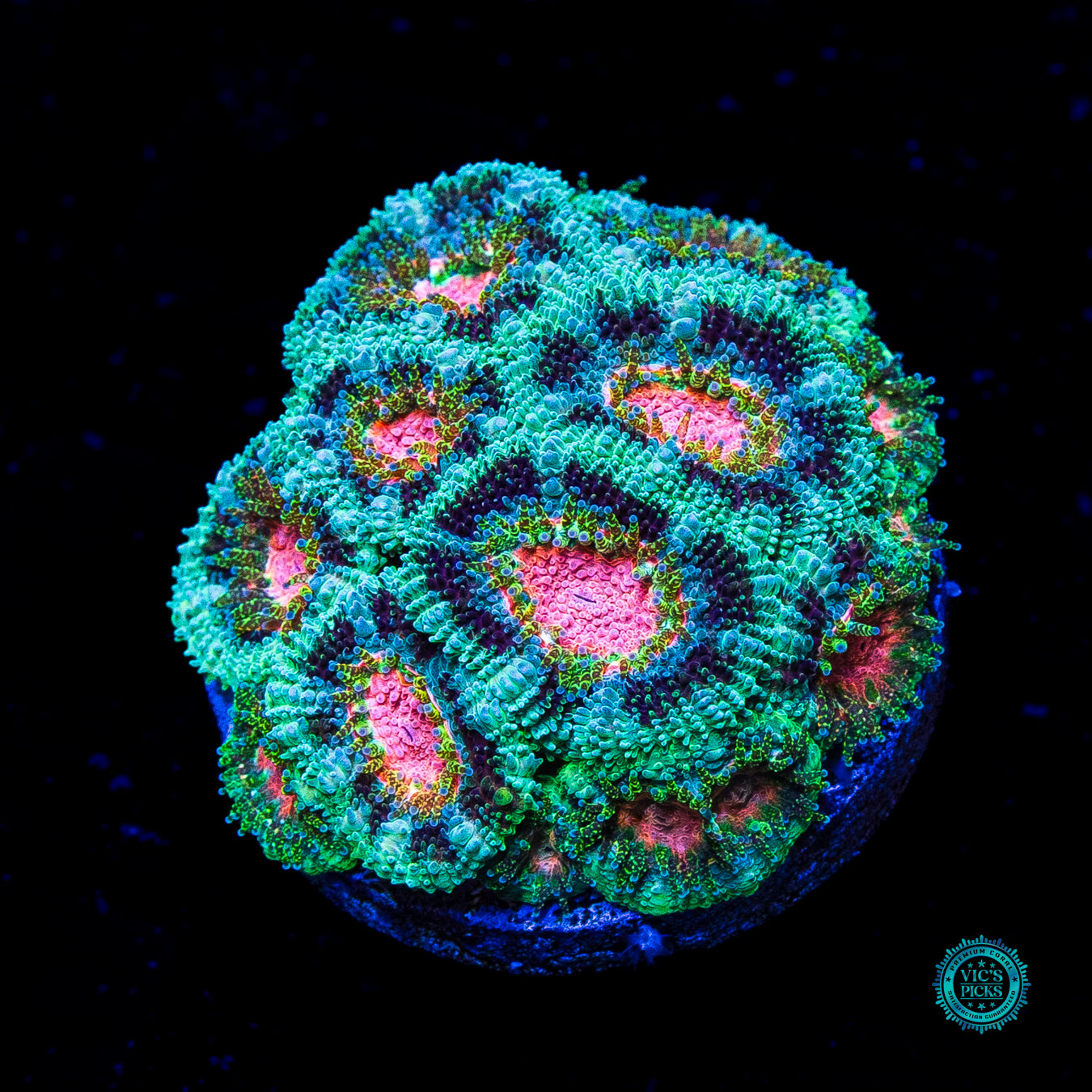 WWC Clownface Micromussa