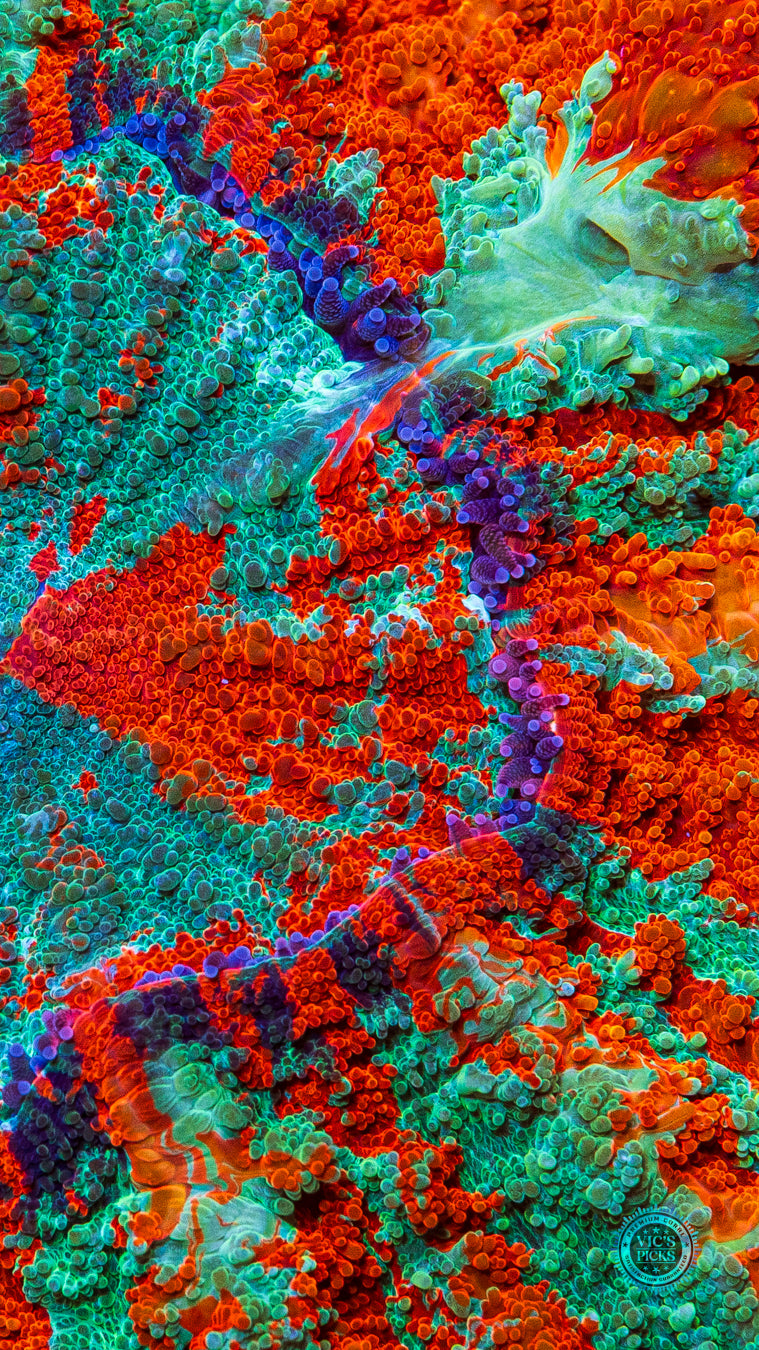 Eternal Sun Acanthophyllia