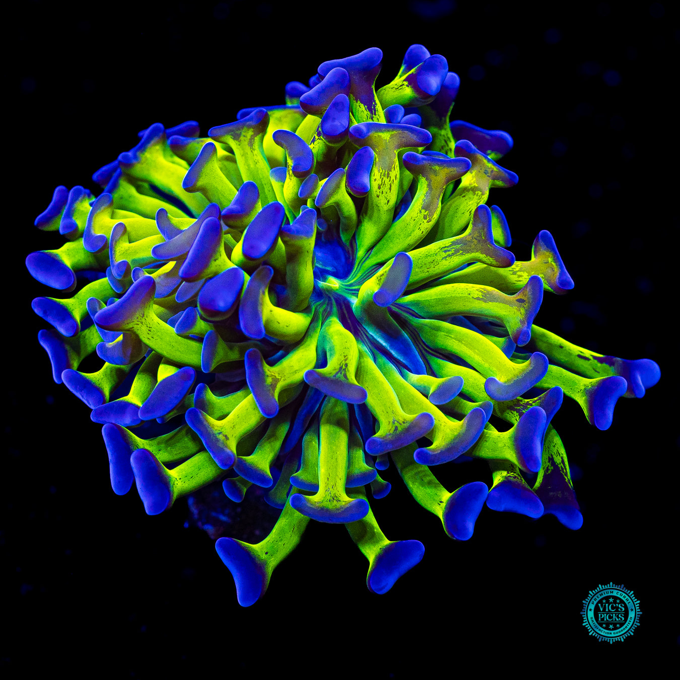 Sin City Neon Branching Hammer