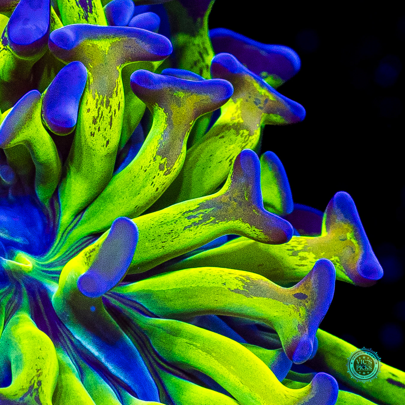 Sin City Neon Branching Hammer