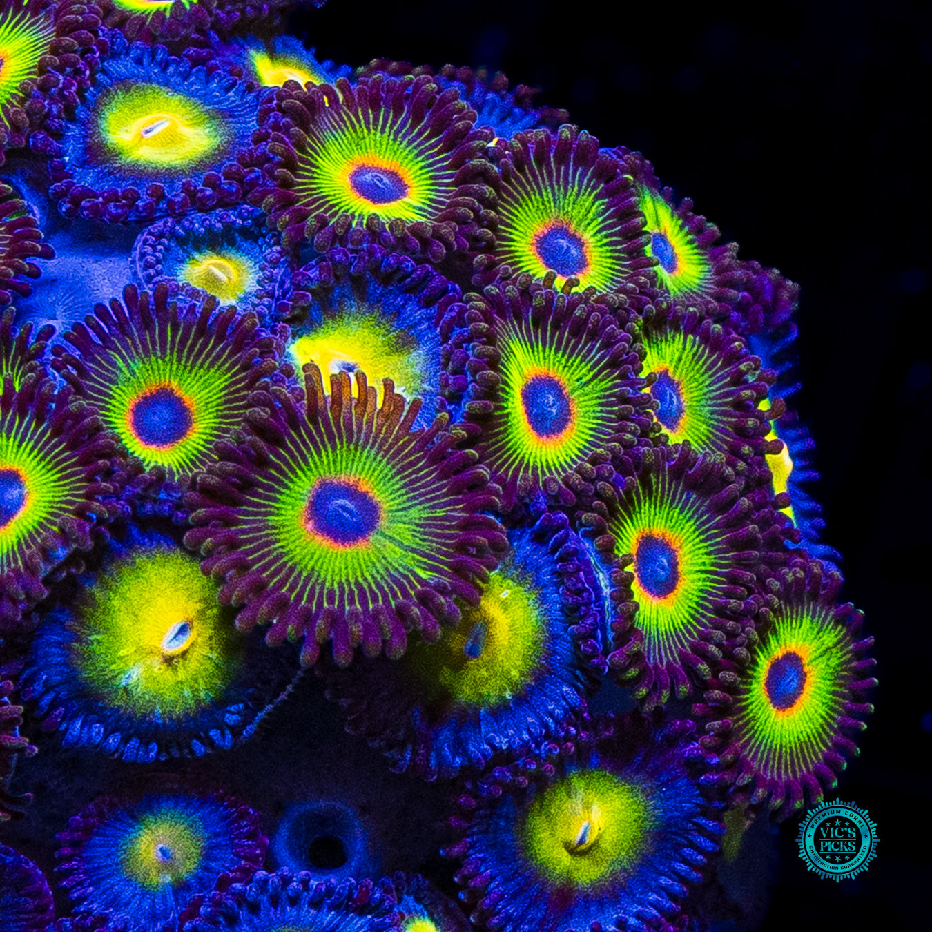 WWC Bob Marley and AOI Combo Zoanthids