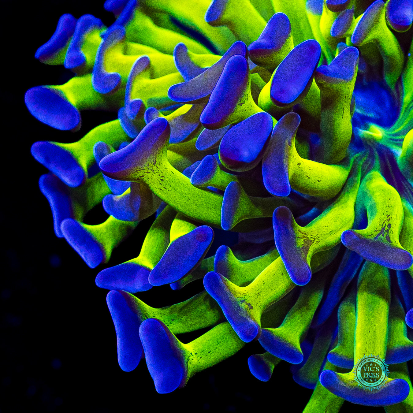 Sin City Neon Branching Hammer