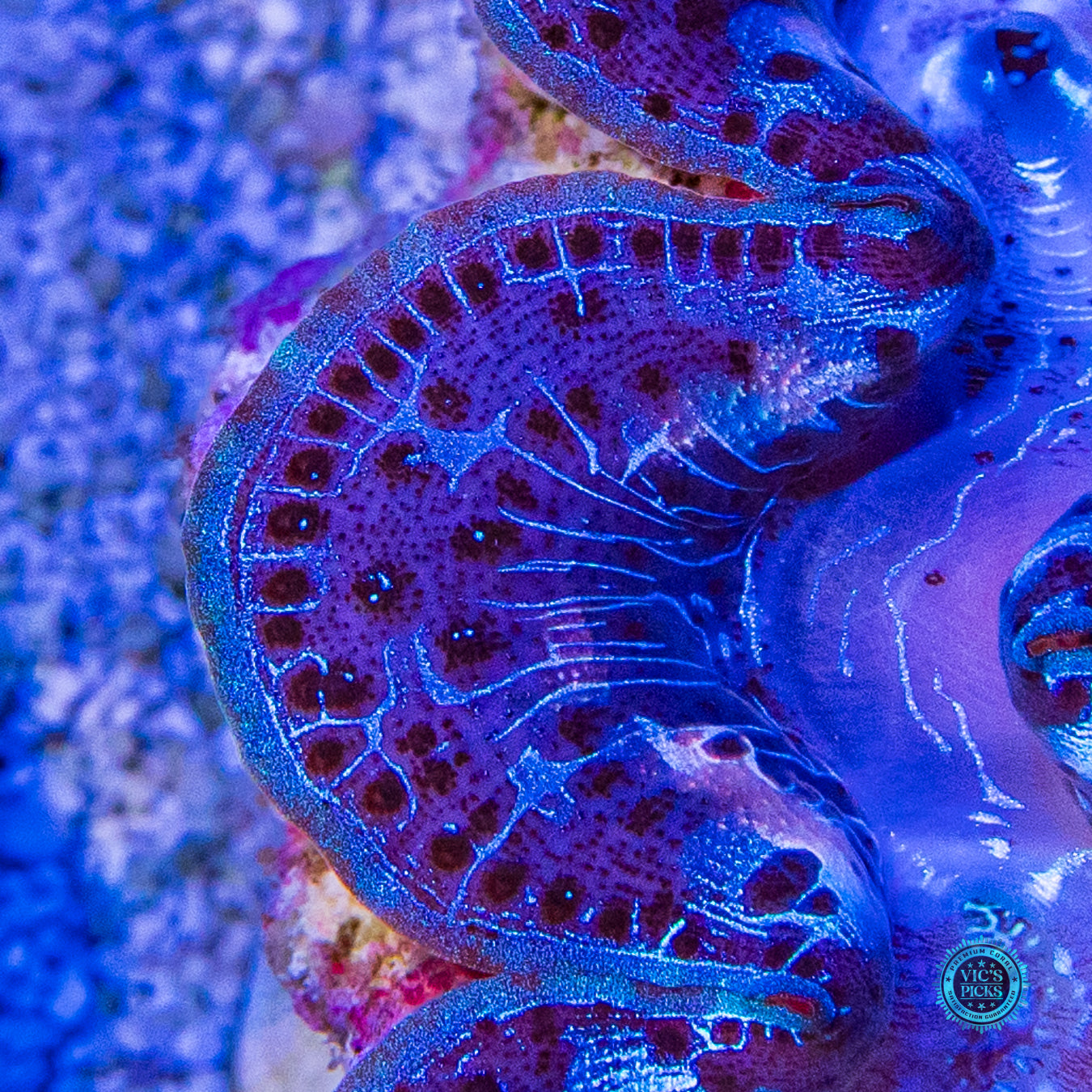 Blue Lightning Maxima Clam