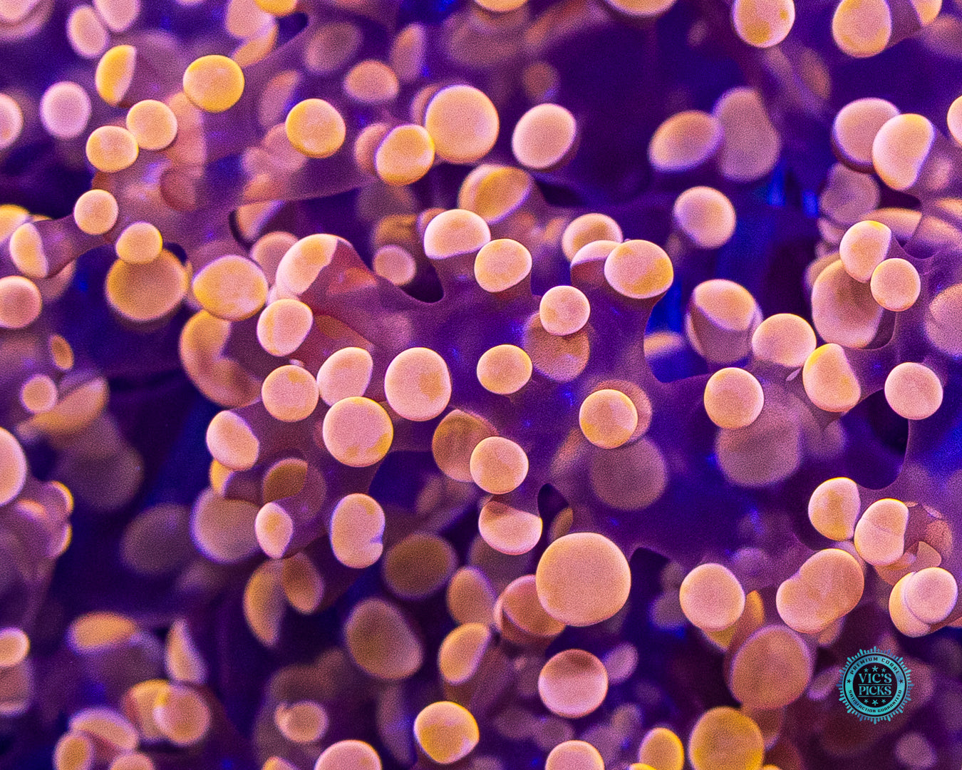 Fluffy Peach Wall Frogspawn
