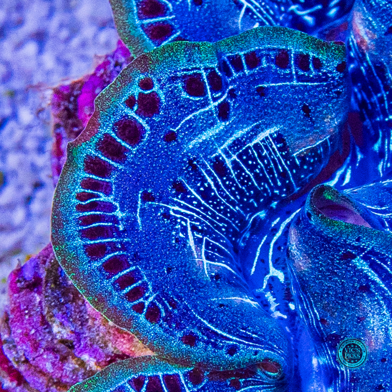 Teal Rim Maxima Clam
