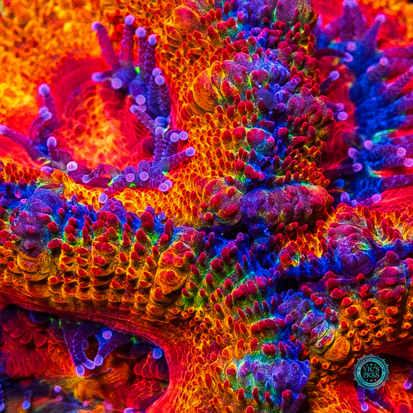 WWC Solar Flare Aussie Lord