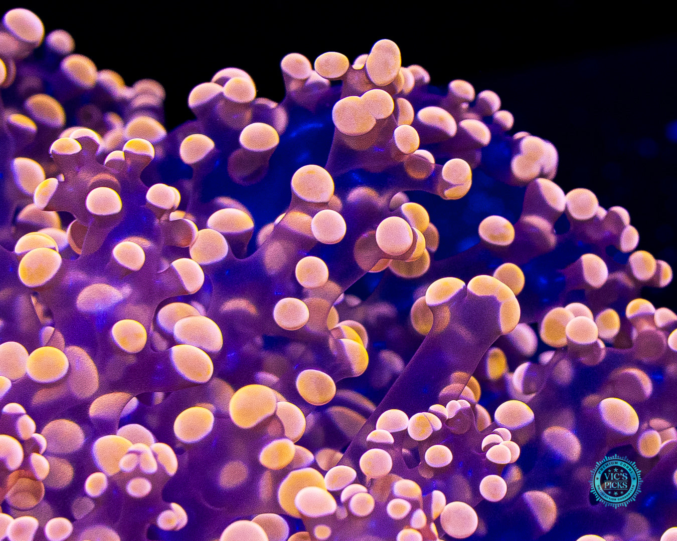 Fluffy Peach Wall Frogspawn