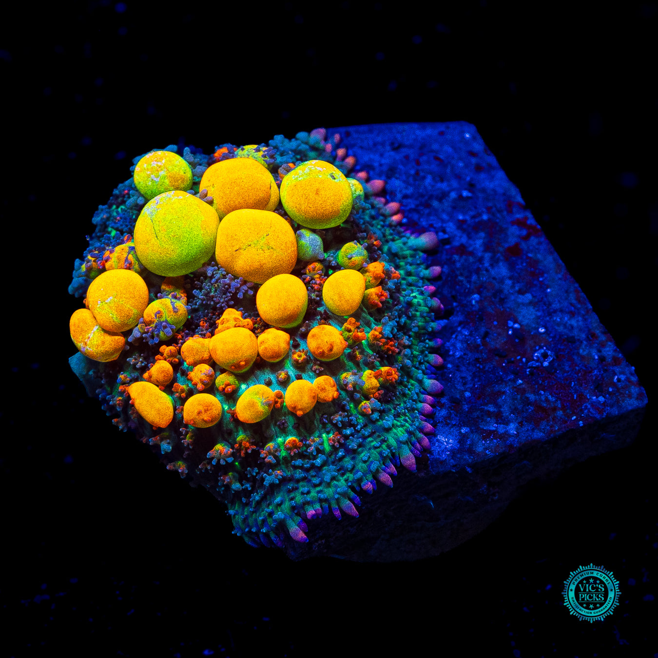WWC OG Bounce Mushroom