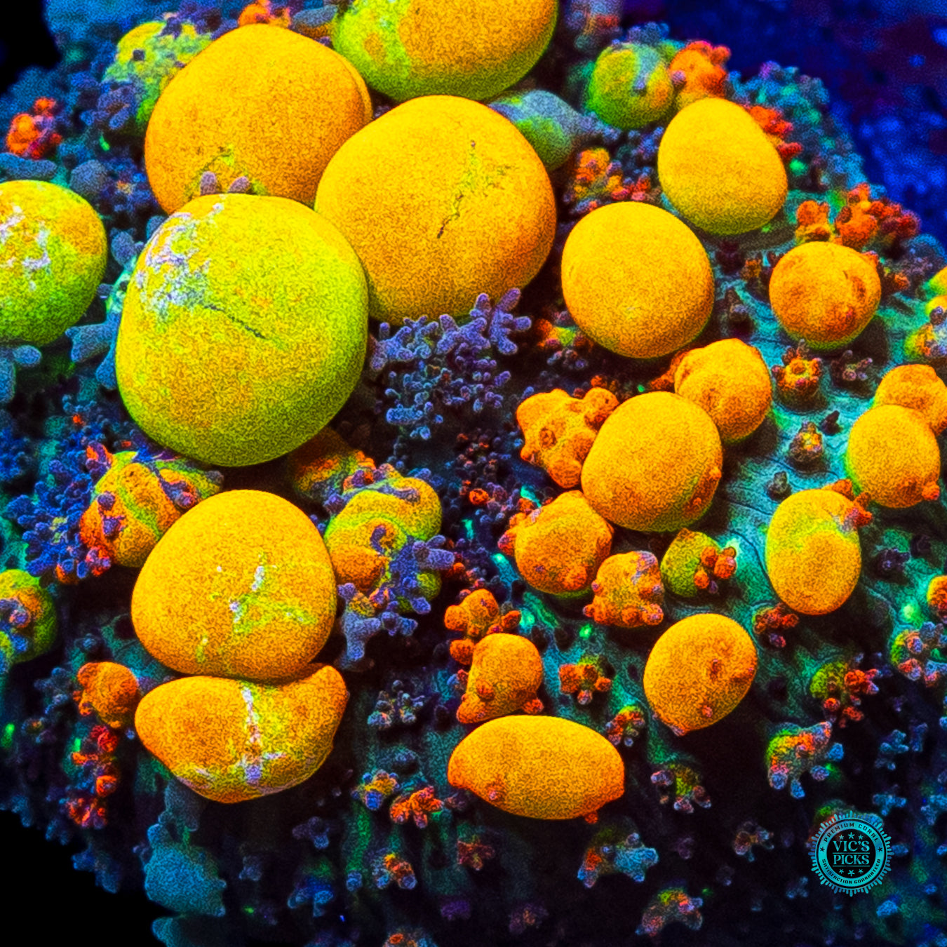 WWC OG Bounce Mushroom